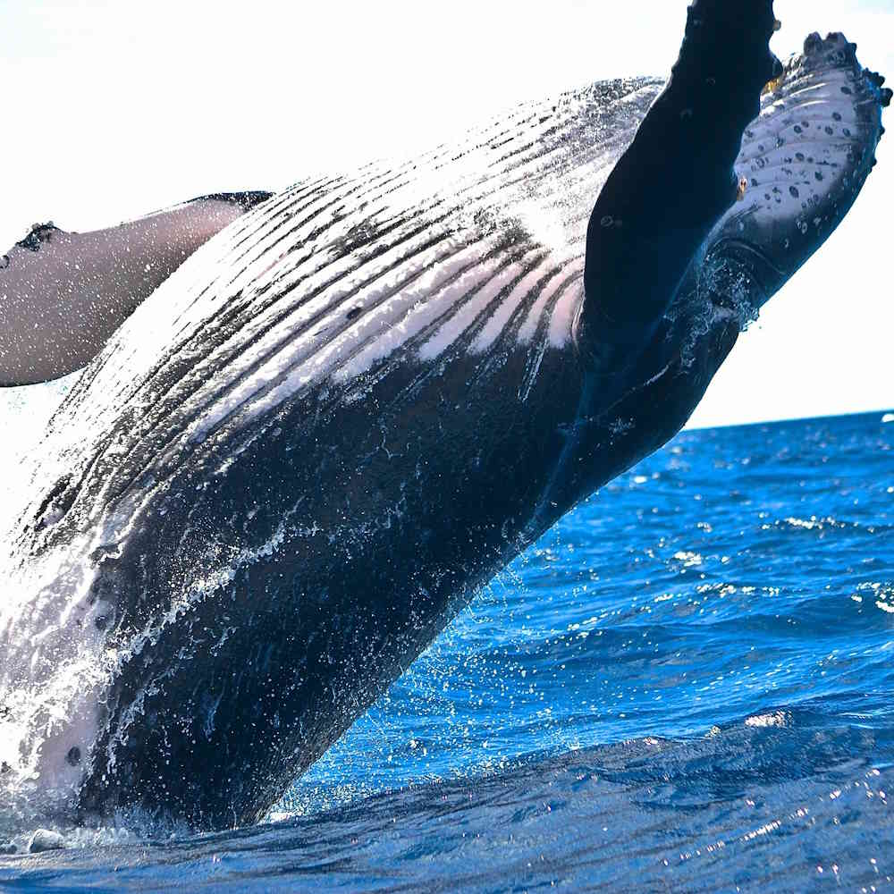 photo d'une baleine